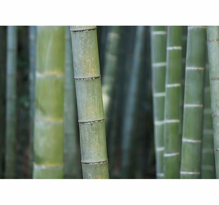 竹壁画 茂密的竹林 - TenStickers