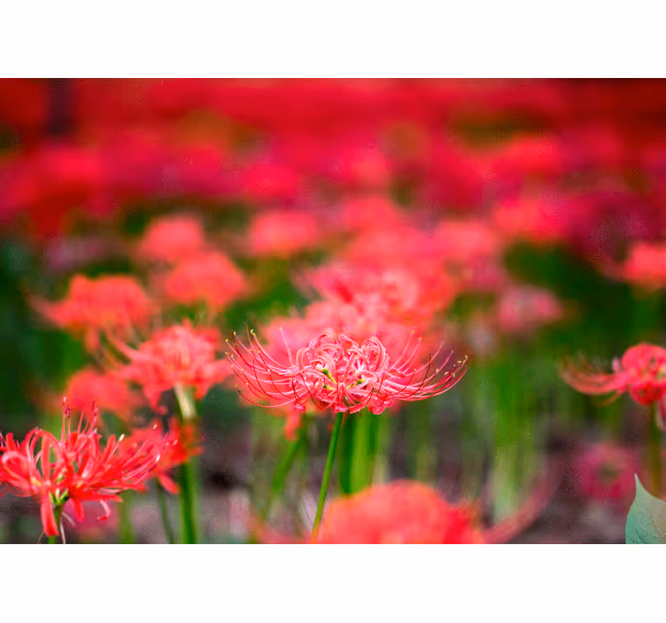 罂粟墙壁画生动的深红色花朵 - TenStickers