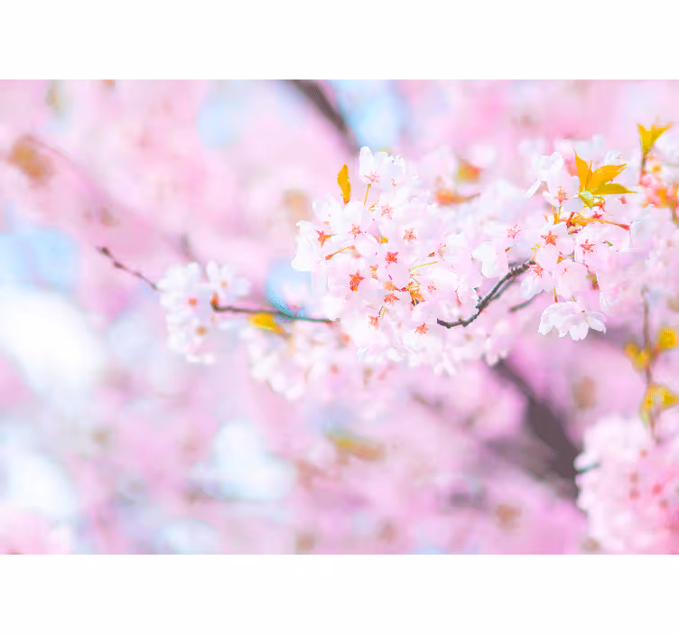 花墙壁画樱花绚丽 - TenStickers
