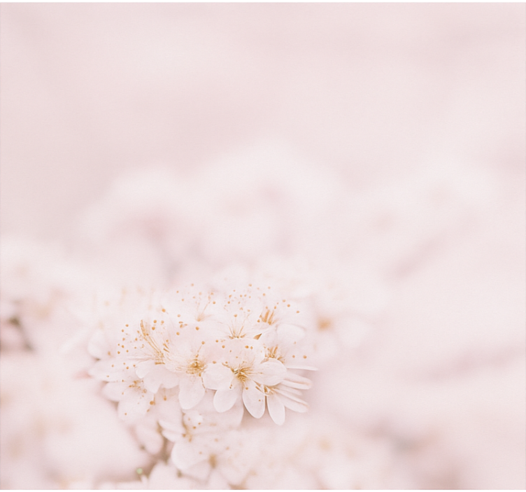 盲人主卧室設備 娇嫩的樱花 - TenStickers