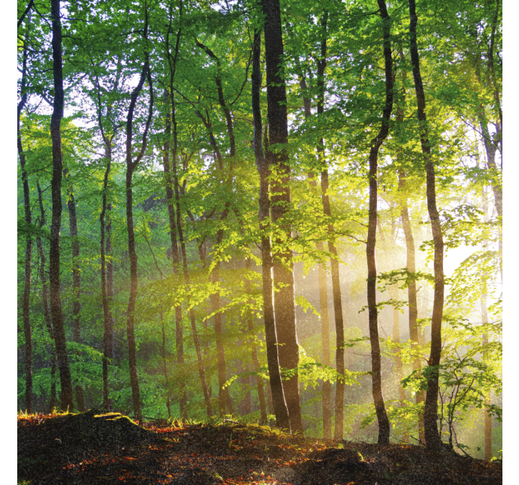 有树的百叶窗让森林中的自然光照进来 - TenStickers