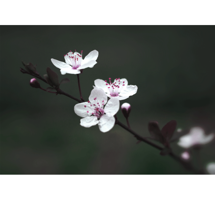 盲人客厅设计优雅女性樱花 - TenStickers