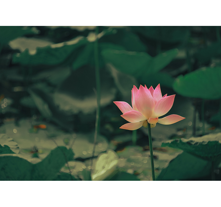 盲人绿色粉色花朵 - TenStickers