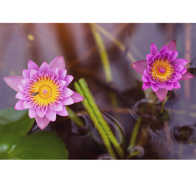 盲人客厅设计粉紫色莲花 - TenStickers