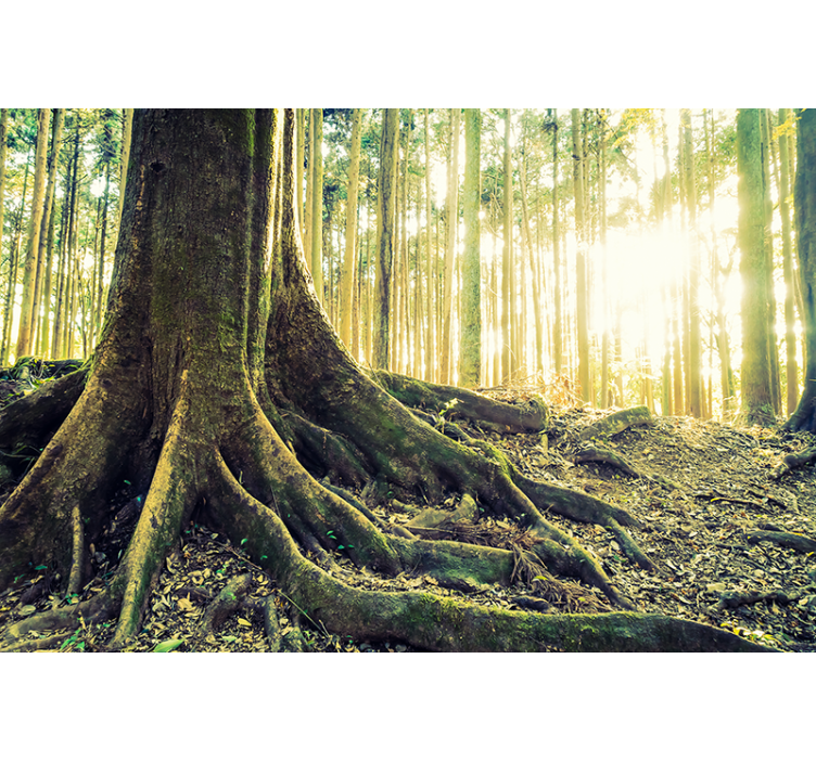 有树的百叶窗壮丽森林根系 - TenStickers