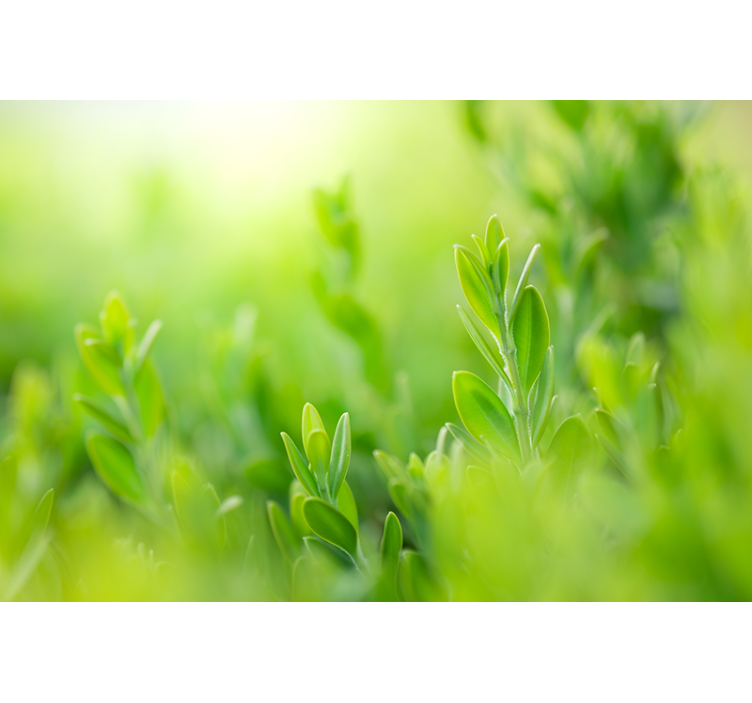 盲人花草带来郁郁葱葱的绿意画面 - TenStickers