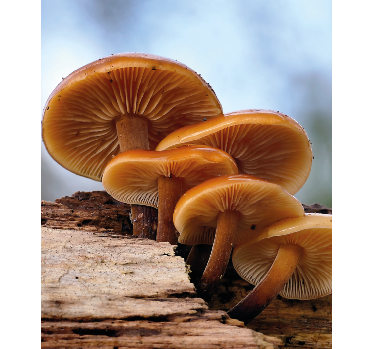 盲人花草促进蘑菇生长 - TenStickers