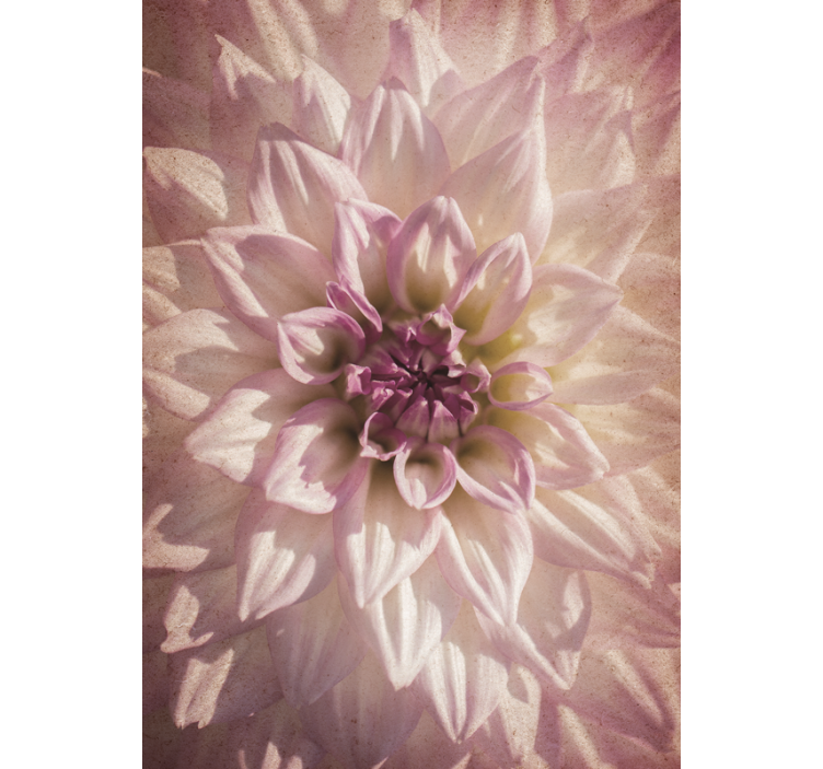 粉色大丽花更多花草卷簾 - TenStickers