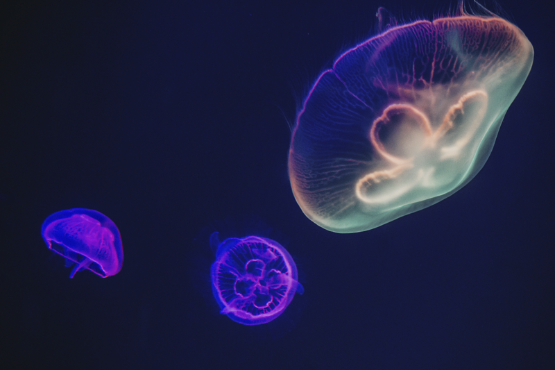 乙烯基餐垫品牌五彩水母主题 - TenStickers