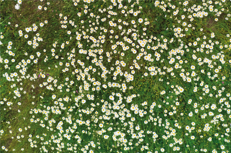 乙烯基餐垫贴图新鲜花卉图案 - TenStickers