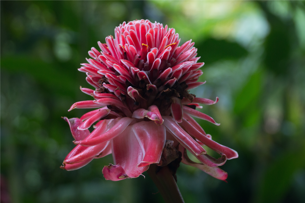 乙烯基餐垫原版热带花卉布置 - TenStickers