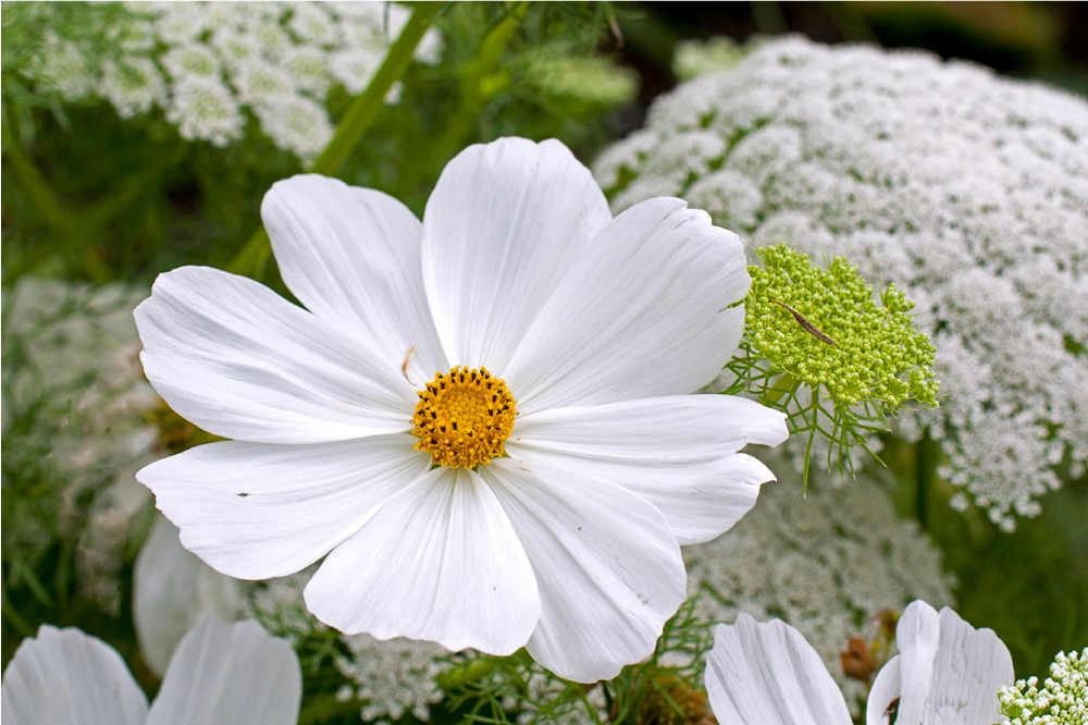 乙烯基餐垫原版优雅白花 - TenStickers