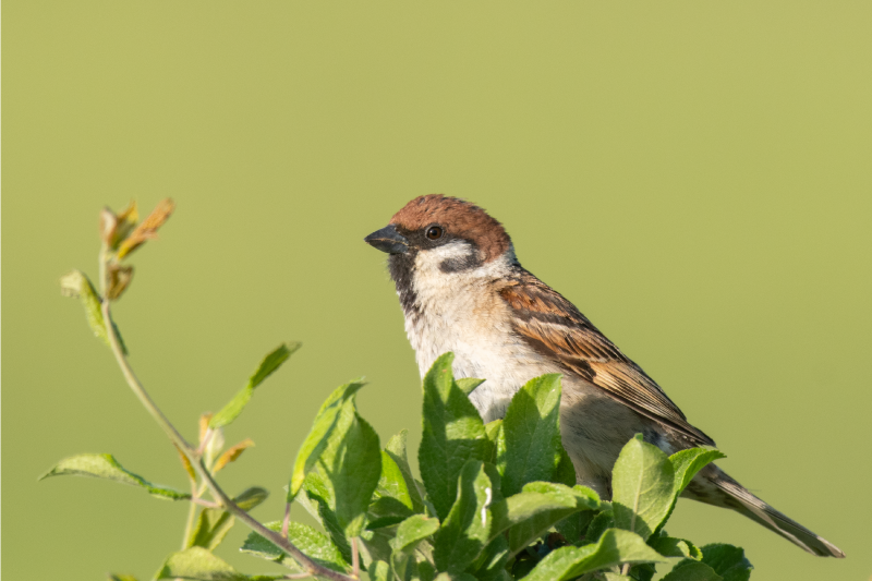 乙烯基餐垫绿色鸟儿设计 - TenStickers