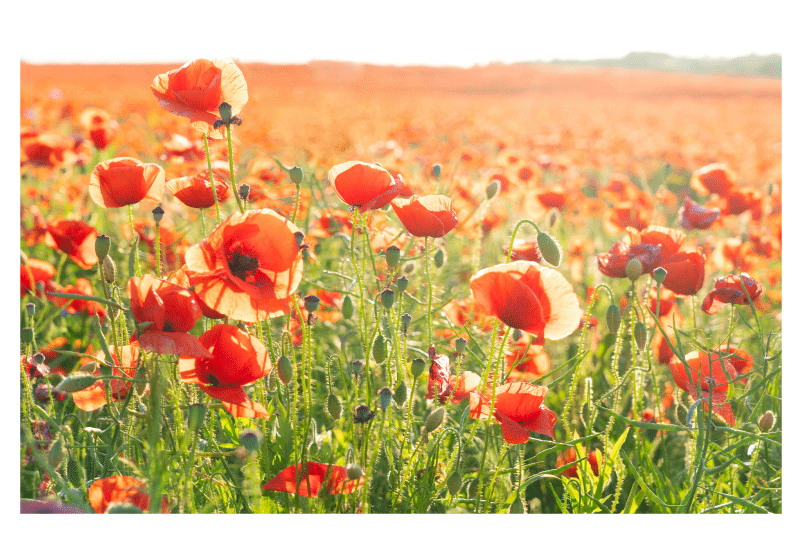 在阳光明媚的田野原始餐垫上的红色罂粟花 - TenStickers