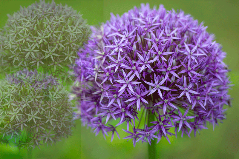 乙烯基餐垫贴图鲜艳紫色花朵 - TenStickers