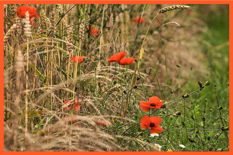 乙烯基儿童餐垫趣味食物摆放 - TenStickers