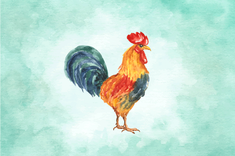 乙烯基餐垫原版多彩公鸡插图 - TenStickers