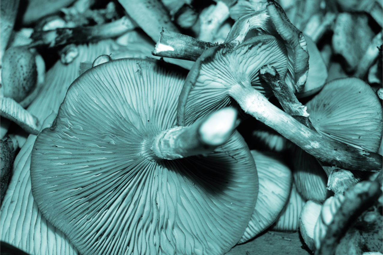 乙烯基餐垫贴图蘑菇特写 - TenStickers