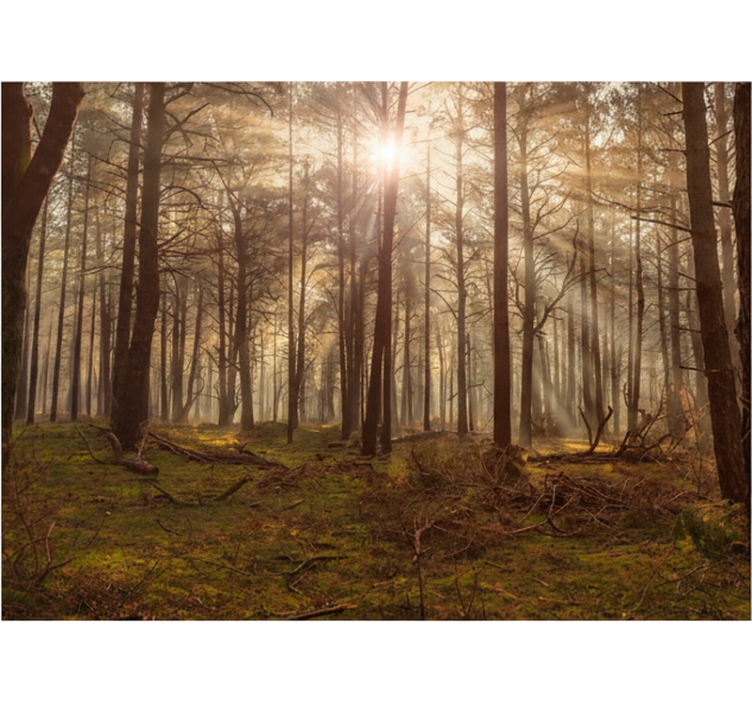 森林墙壁画金色野生动物休闲区 - TenStickers