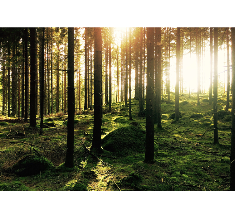 客厅的其他墙面壁画 阳光森林 - TenStickers