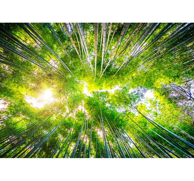 客厅的其他墙面壁画 竹子顶棚 - TenStickers