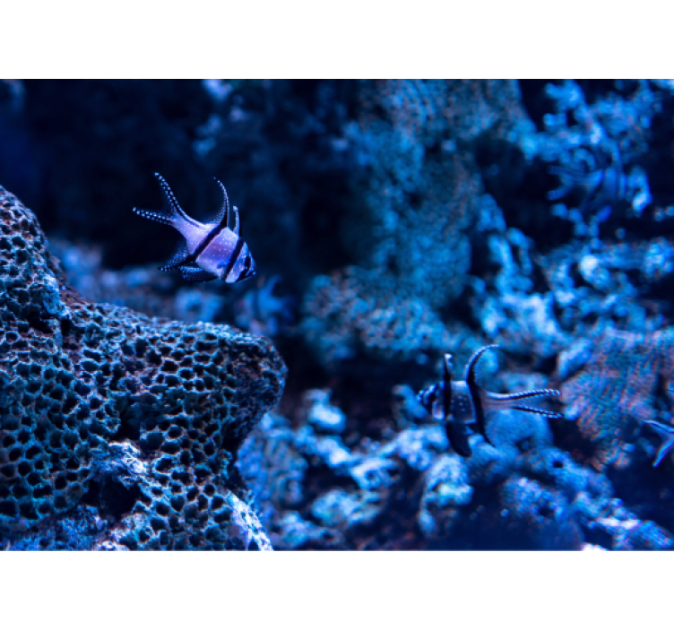 动物墙壁画 珊瑚礁鱼 - TenStickers