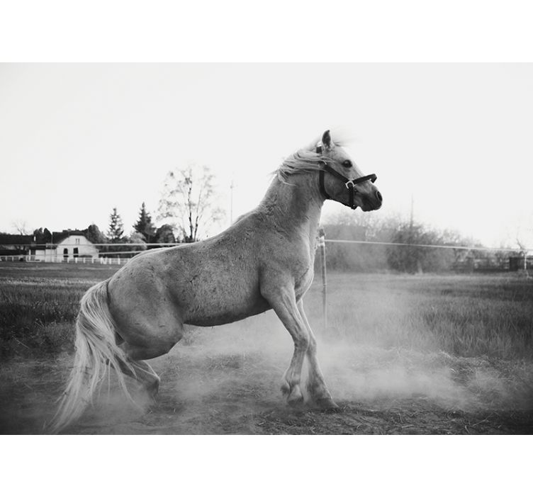 动物墙壁画奔腾的小马 - TenStickers