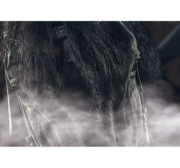 动物墙壁画 雄伟骏马特写 - TenStickers