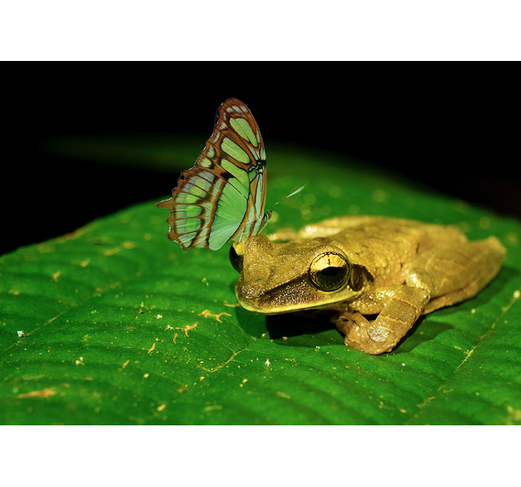 动物墙壁画 青蛙和蝴蝶 - TenStickers