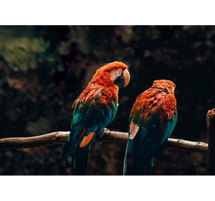 动物墙壁画 五彩缤纷的鹦鹉在一起 - TenStickers