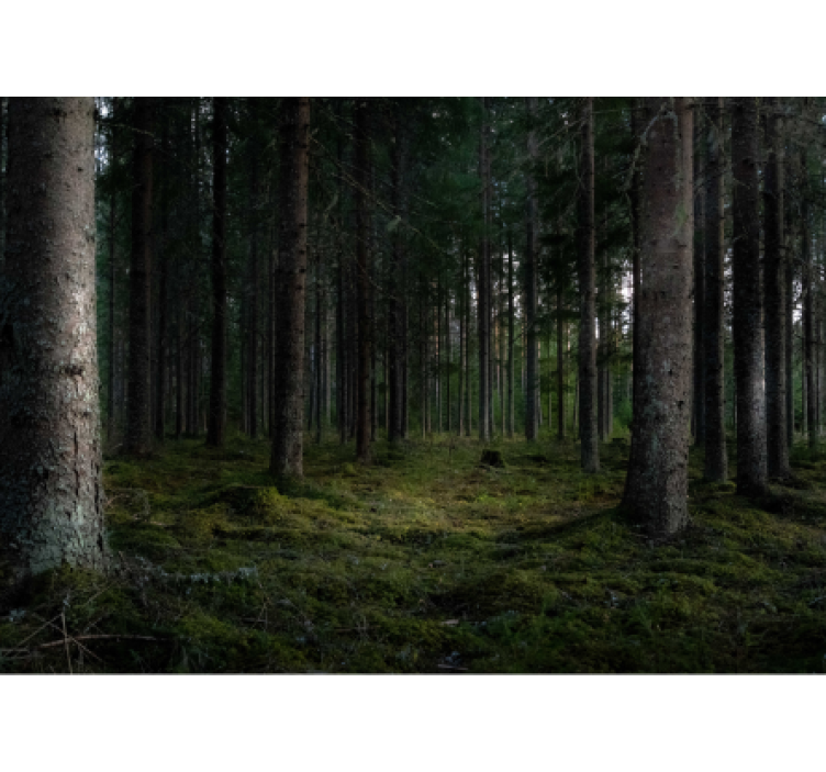 森林墙壁画展现郁郁葱葱的森林景象 - TenStickers