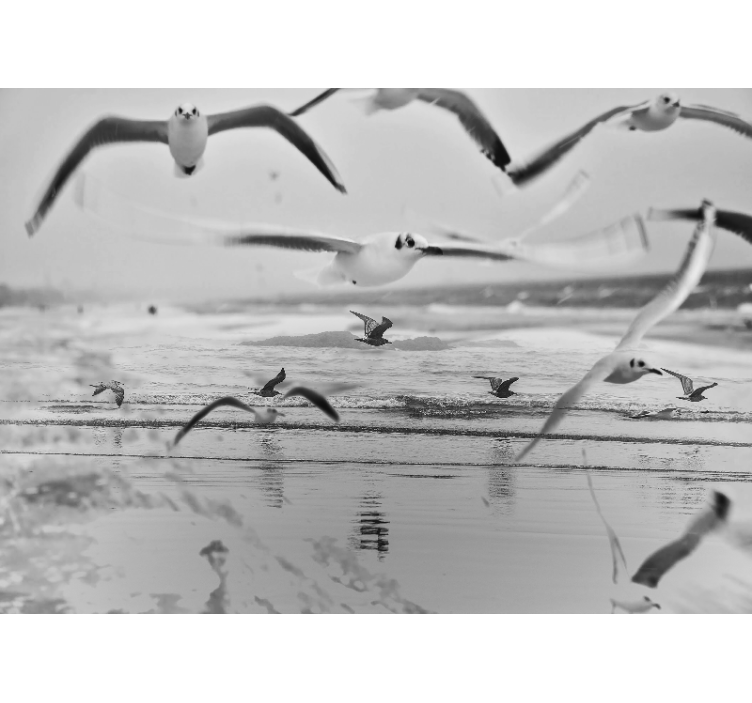 动物墙壁画 海鸥飞翔在海洋上 - TenStickers