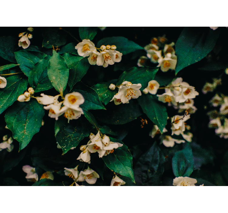 花墙壁画精致白色花朵 - TenStickers