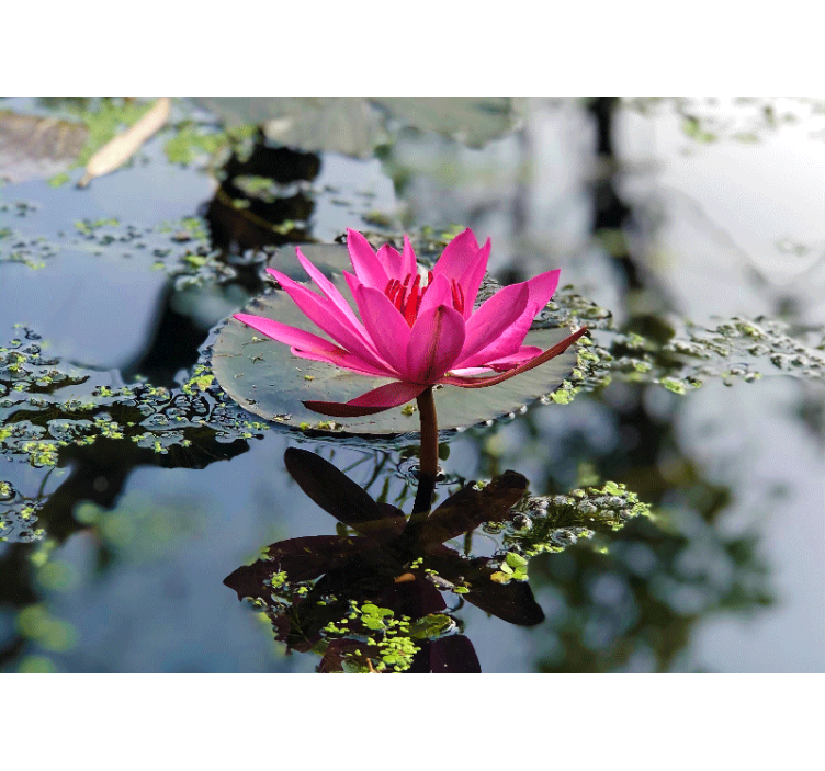 罂粟墙壁画 优雅的粉红莲花 - TenStickers