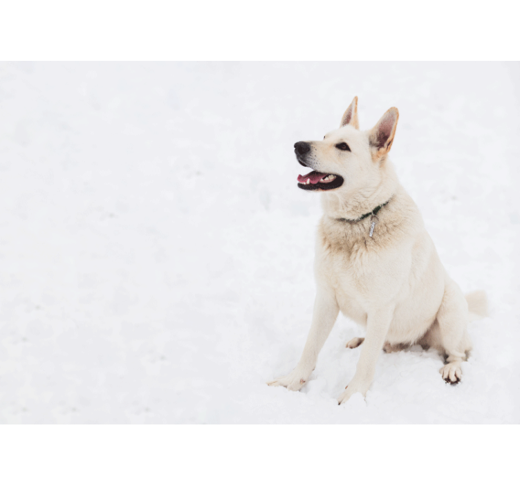 动物墙壁画 快乐的白狗 - TenStickers