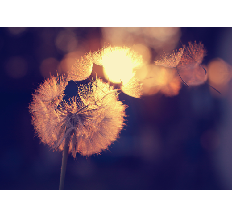 罂粟墙壁画 蒲公英绒毛发光 - TenStickers