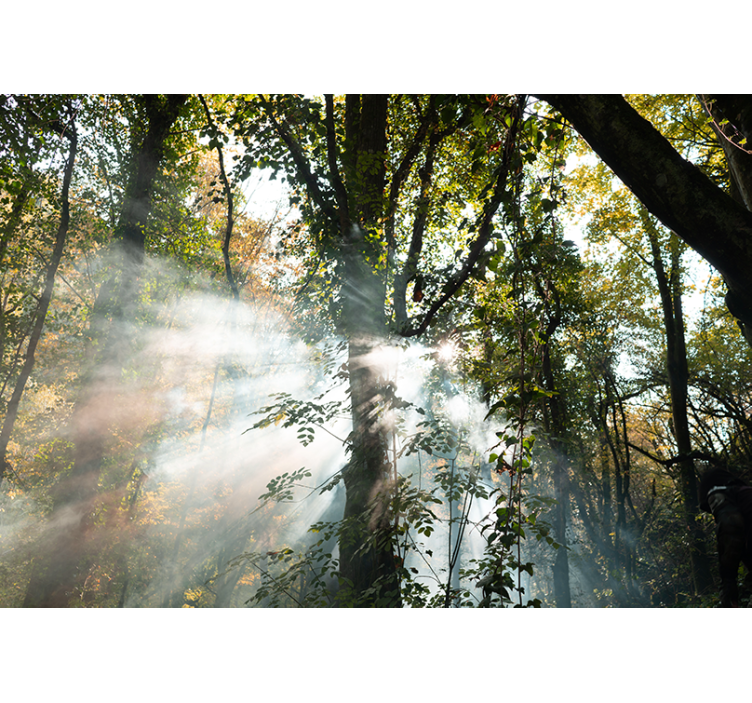 森林墙壁画营造宁静森林氛围 - TenStickers