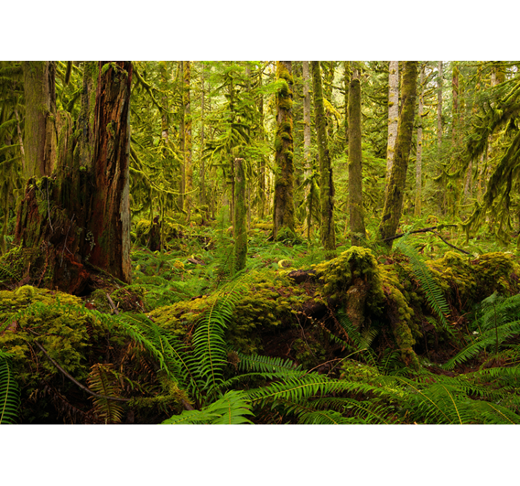 森林墙壁画呈现郁郁葱葱的森林风景 - TenStickers