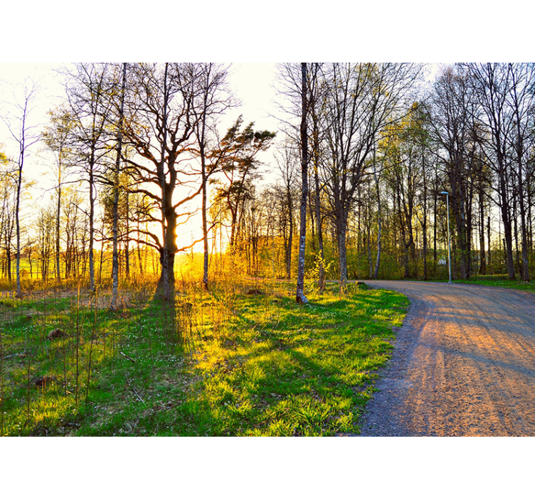 壁画质地展现阳光明媚的森林小径 - TenStickers