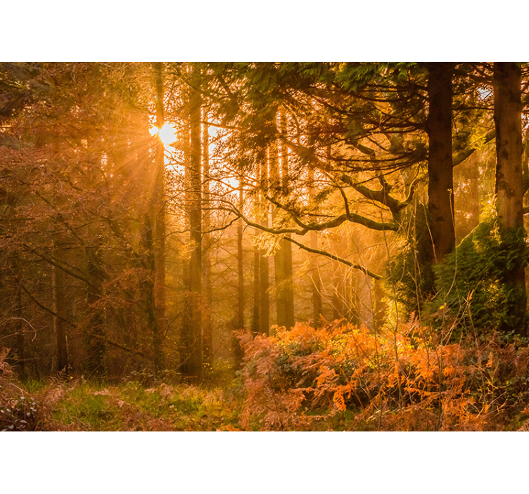 壁画质地 灯光照亮的林地景观 - TenStickers