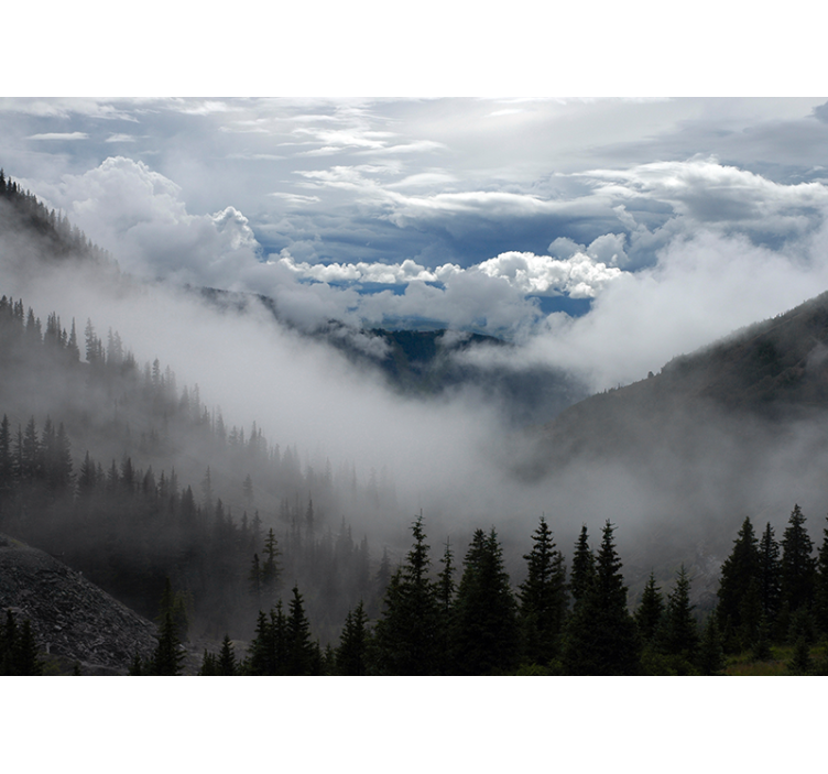 风景墙壁画 雾蒙蒙的林地风景 - TenStickers