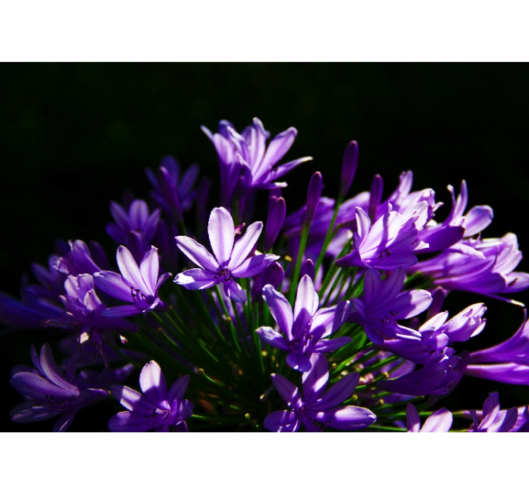 花墙壁画 紫色花朵之美 - TenStickers