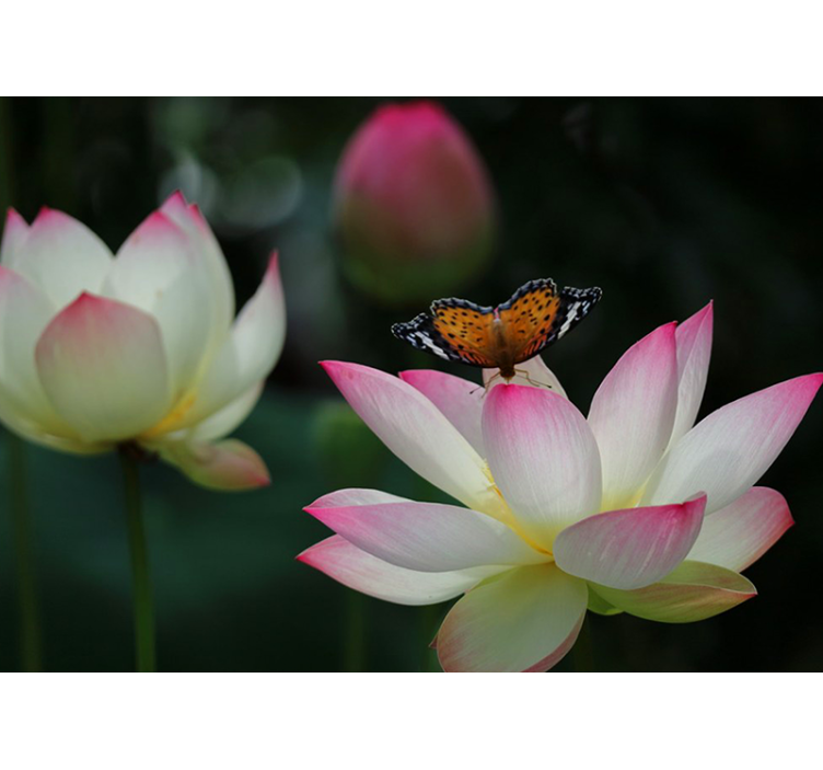 花墙壁画 优雅的莲花 - TenStickers