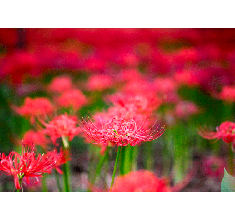 罂粟墙壁画生动的深红色花朵 - TenStickers