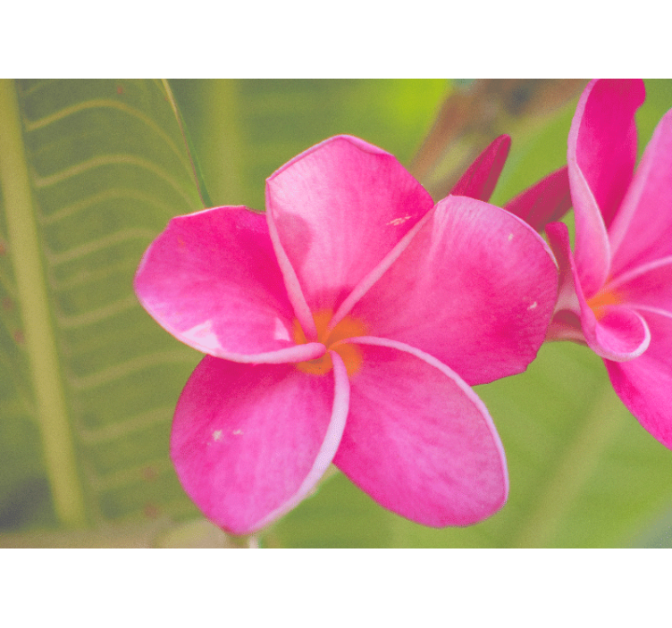 花墙壁画粉色花卉装饰 - TenStickers