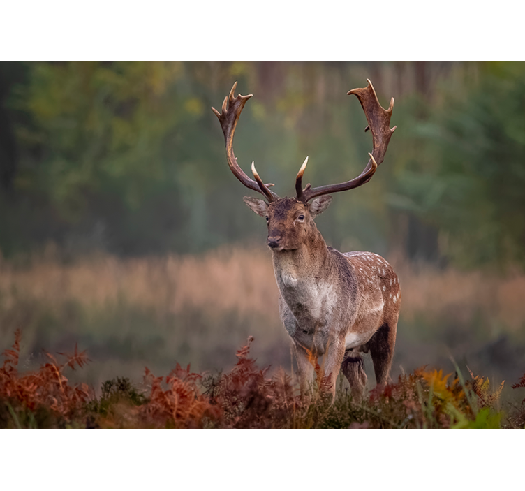 动物墙壁画展现雄伟的鹿之存在 - TenStickers