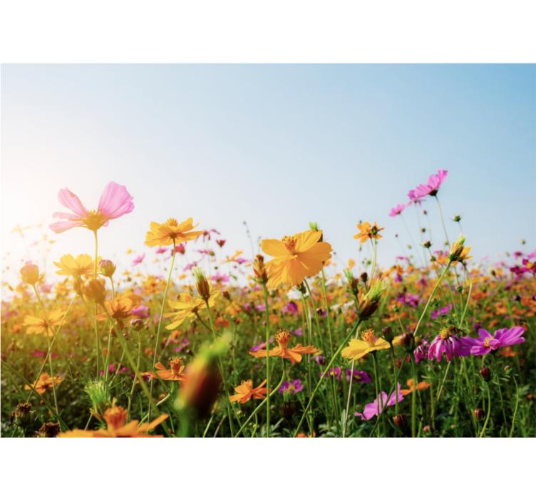 花墙壁画展现多彩绽放的花卉 - TenStickers