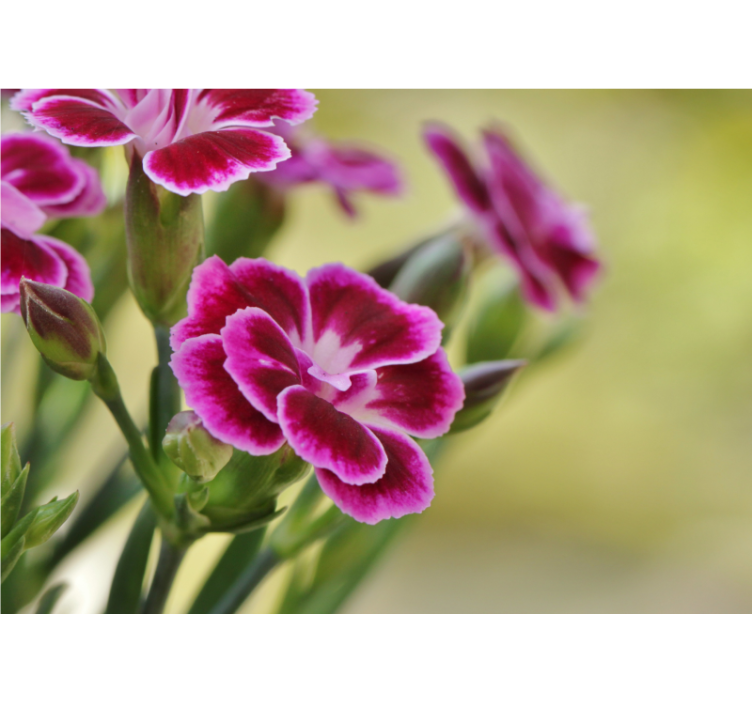 罂粟墙壁画花卉之悦 - TenStickers