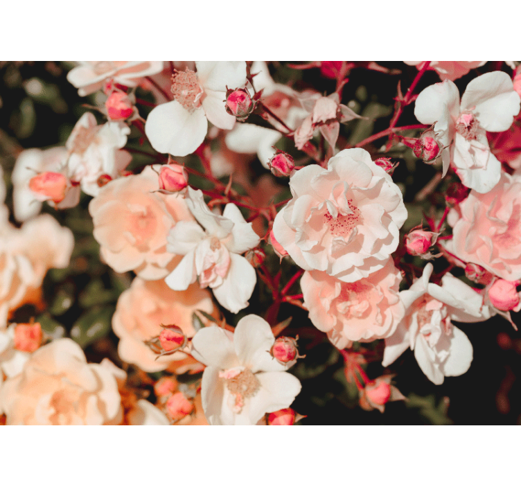 花墙壁画绽放玫瑰花瓣 - TenStickers