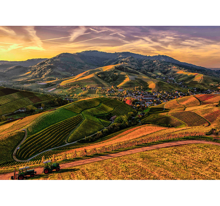 风景墙壁画，郁郁葱葱的葡萄园景观 - TenStickers